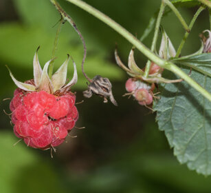 Lampone (Rubus idaeus), Raspberry