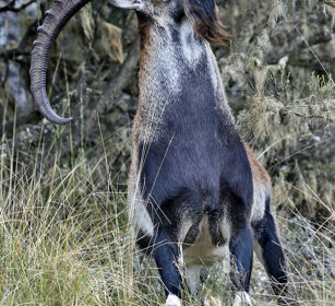 Stambecco abissino (Capra walie), Walie Ibex Simien mountains