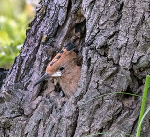 Upupa (Upupa epops) Hoopoe Upupa (Upupa epops) Hoopoe
