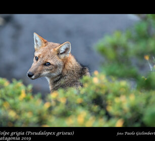 Volpe grigia, Grey Fox Torres del Paine, Cile, Chile Volpe grigia, Grey Fox Torres del Paine, Cile, Chile