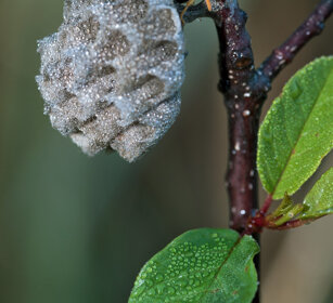 vespa su favo, wasp on its nest