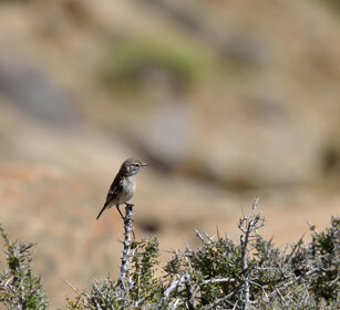Pispola di Berthelot (Anthus berthelotii) Berthelot's Pipit, Fuerteventura