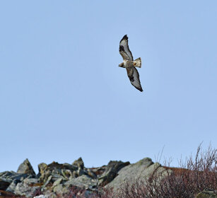 Poiana calzata, Rough-legged Hawk Norvegia, Norway, Varanger