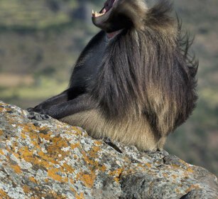 maschio di Gelada, male Gelada Baboon