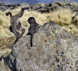 piccoli di Gelada, young Gelada Baboons Simien mountains