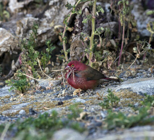 Amaranto beccorosso (Lagonosticta senegala) male Red-billed Firefinch
