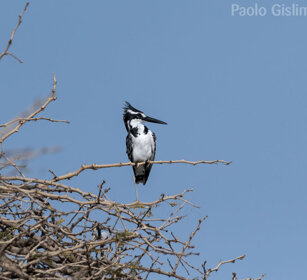 Martin pescatore bianco e nero (Ceryle rudis) Pied Kingfisher, lago Awasa, lake Awasa