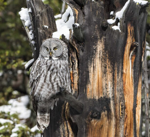 Allocco di Lapponia (Strix nebulosa) Great Grey Owl, PN di Yellowstone, Yellowstone NP