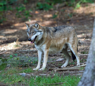 Lupo (Canis lupus), Wolf Bayerischerwald, Germania, Germany