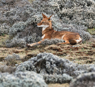 Lupo del Simien (Canis simiensis), Simien Wolf Sanetti plateau