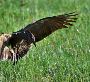 Umbretta (Scopus umbretta), Hamerkop lago Awasa, lake Awasa