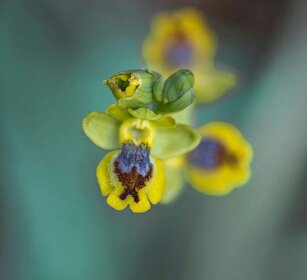 Ofride sicula (Ophrys sicula) Lesser yellow bee orchid