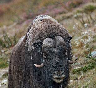 Bue muschiato (Ovibos moschatus), Muskox parco nazionale di Dovrefjell, Dovrefjell NP