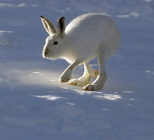 Lepre variabile (Lepus timidus), Mountain Hare Valle d'Aosta, Aosta Valley