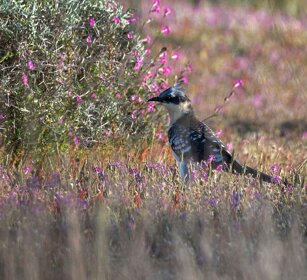 Cuculo dal ciuffo (Clamator glandarius) Great Spotted Cuckoo
