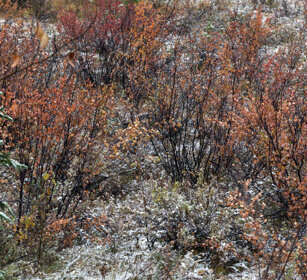 Canadian tundra, Jasper NP