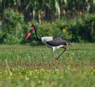 Cicogna becco a sella Saddle-billed Stork (Ephyppiorhynchus senegalensis) lago Tana, lake Tana
