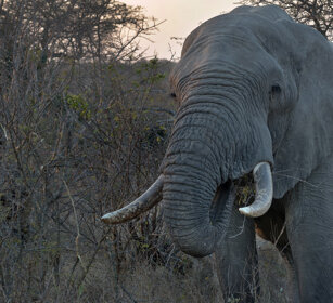 Elefante africano (Loxodonta africana) African elephant, Kruger NP