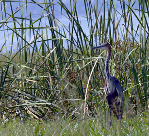 Airone golia (Ardea goliath), Goliath Heron lago Awasa, lake Awasa