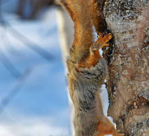 Scoiattolo rosso, Red Squirrel Finlandia, Finland