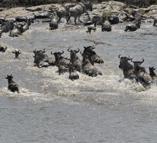 Gnu mentre attraversano il fiume Mara river Mara crossing by Wildebeests during their migration
