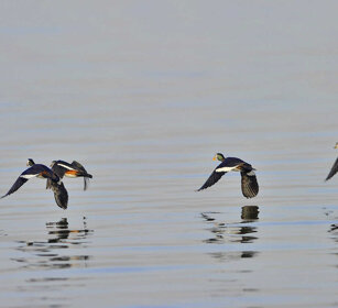 Oche pigmee africane (Nettapus auritus) African Pygmy-geese, lago Tana, lake Tana