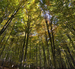 bosco, wood Bayerischerwald NP