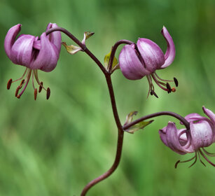 Giglio martagone (Lilium martagon), Martagon Lily