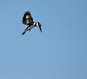Martin pescatore bianco e nero (Ceryle rudis) Pied Kingfisher, lago Tana, lake Tana