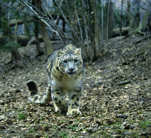 Leopardo delle nevi (Uncia uncia), Snow Leopard parco naturalistico