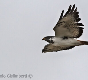 Poiana augure (Buteo augur), Augur Buzzard Sanetti plateau