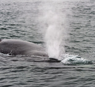 Balena franca australe (Eubalaena australis) Southern Right Whale, Hermanos