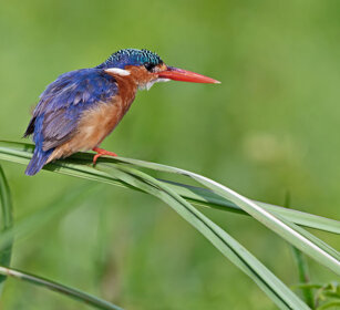 Martin pescatore malachite Uganda