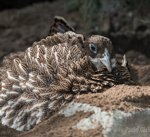 Lofoforo splendente, Himalayan Monal femmina, female