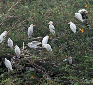 Aironi guardabuoi (Bubulcus ibis), Cattle Egrets lago Zway, lake Zway