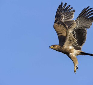 Aquila rapace (A. rapax), Tawny Eagle parco Awash, Awash NP