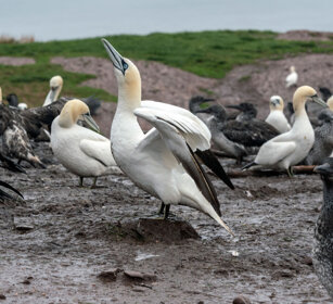 Colony of Gannets Bonaventura island, Gaspesie NP