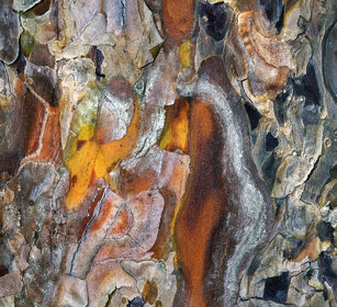 corteccia di conifera, conifer's bark