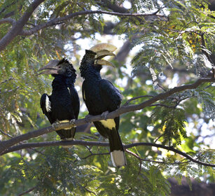 Buceri guanceargentate (Bycanistes brevis) Sylvery-cheeked Hornbills, lago Awasa, lake Awasa