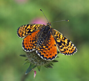 Melitaea