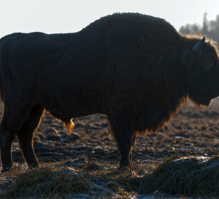 Bisonte europeo (Bison bonasus), European Bison Polonia, Poland