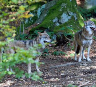 Lupi (Canis lupus), Wolves Bayerischerwald, Germania, Germany