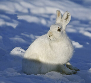Lepre variabile (Lepus timidus), Mountain Hare Valle d'Aosta, Aosta Valley