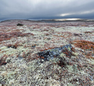 tundra parco nazionale di Dovrefjell, Dovrefjell NP