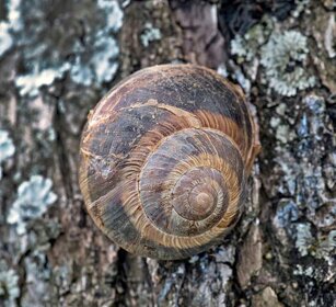 Chiocciola zigrinata (Cornu aspersum) Garden Snail