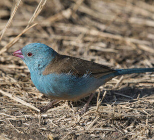 Astrilde testa blu (Uraeginthus cyanocephalus) Blue-capped Cordon-bleu, Serengeti NP