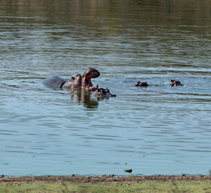 Ippopotami (Hippopotamus amphibius), Hippos fiume Letaba, Letaba river, Kruger NP