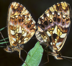 accoppiamento di Mellicta athalia Heath Fritillary mating