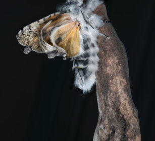 Arpia (Cerura vinula), Puss Moth