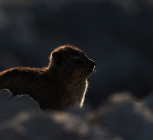 Procavia (Procavia capensis), Rock Hyrax Hermanus